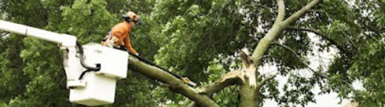 Alpha  Arborcare LLC