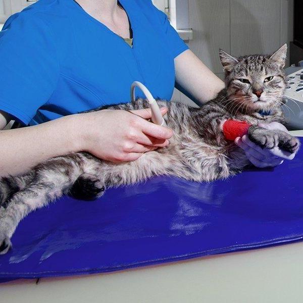 southwestanimalhospital