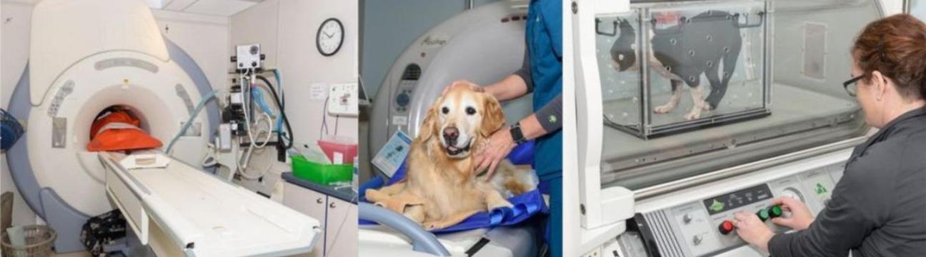 Veterinary Neurology & Imaging Of The Chesapeake