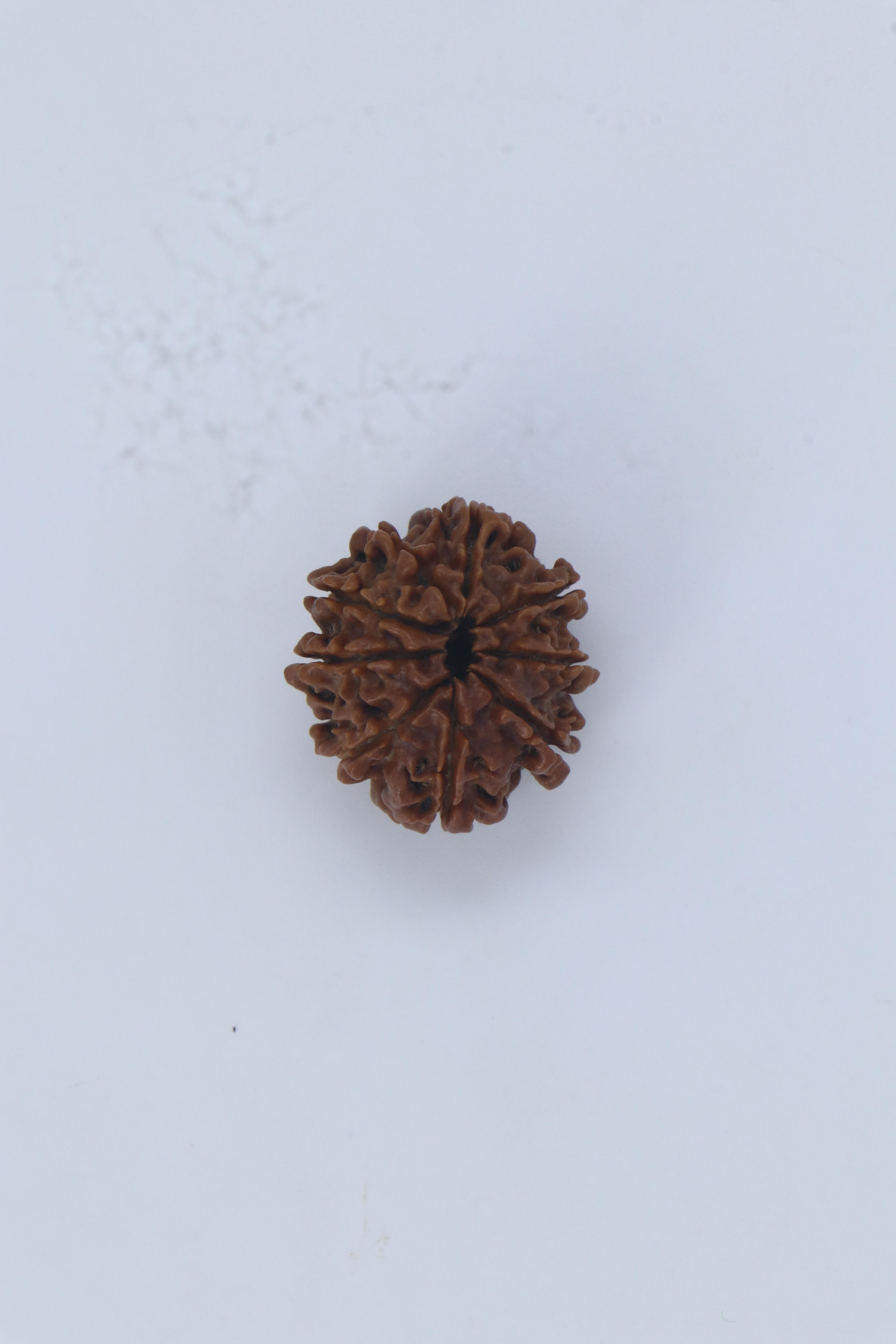10 Mukhi  Rudraksha 
