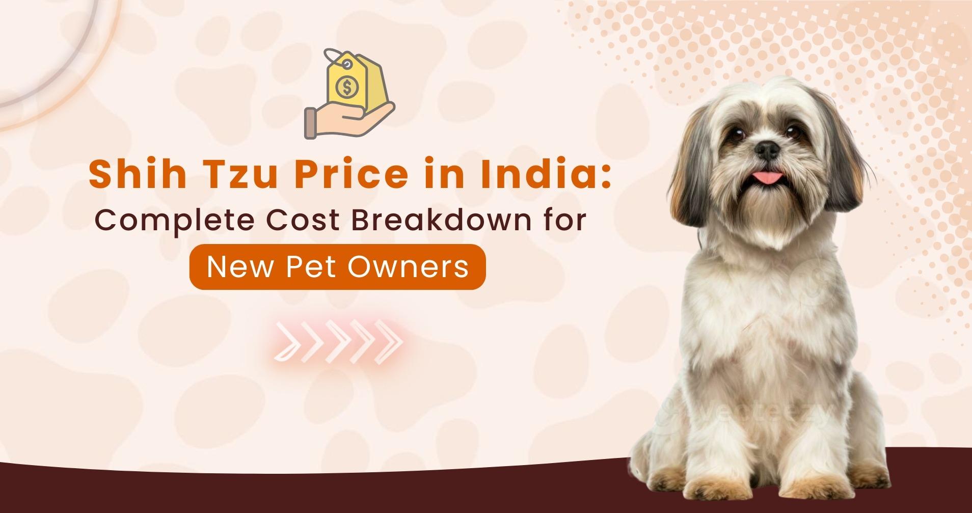 Shih Tzu Price in India: Complete Cost Breakdown for New Pet Owners