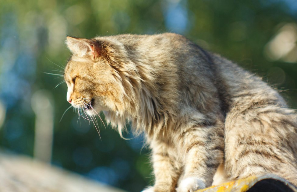 boycat_f1ca25949e4b82739c435ee5e444a97a.png